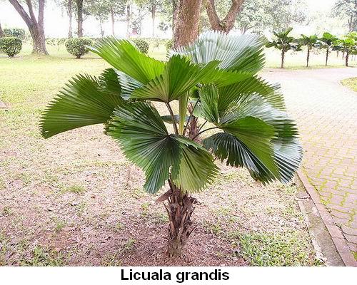 Licuala grandis.jpg